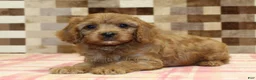 Cavapoo dogs for sale: Ellie - Ad 2