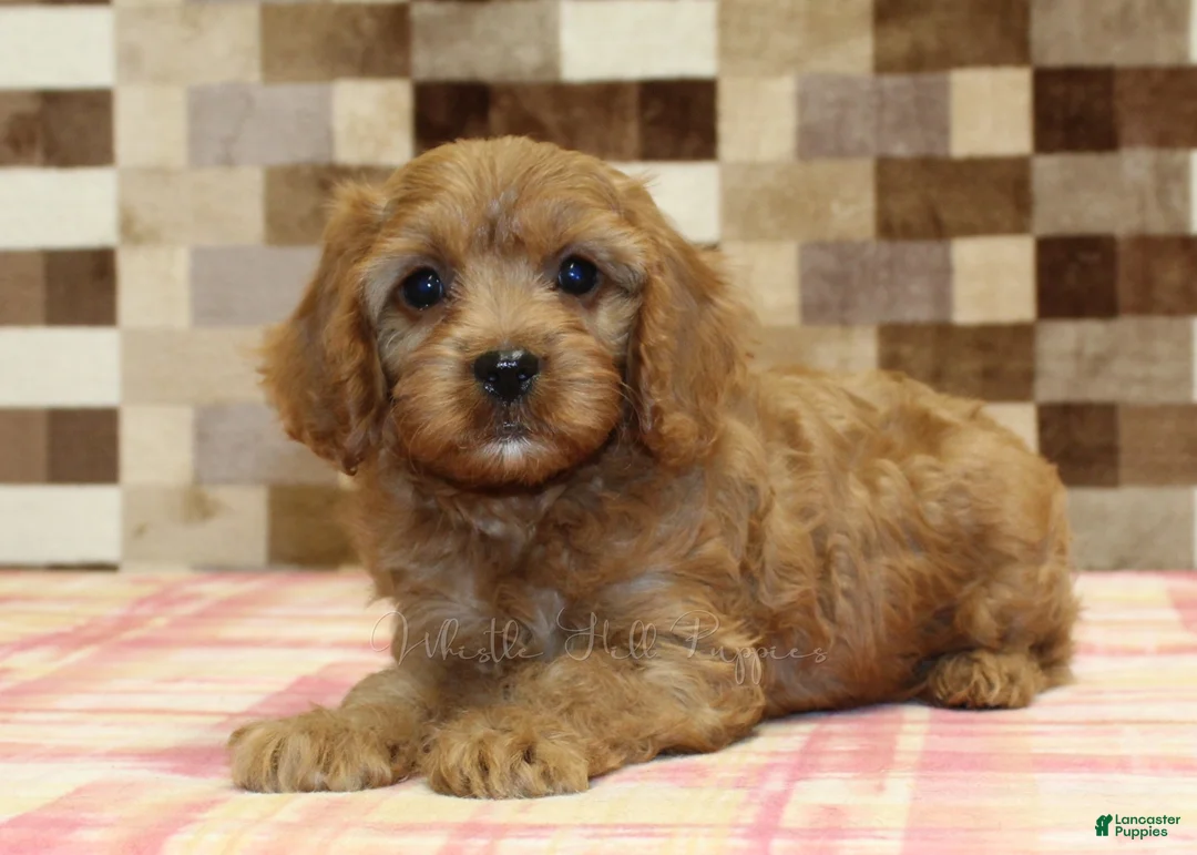 Cavapoo dogs for sale: Ellie - Ad 2
