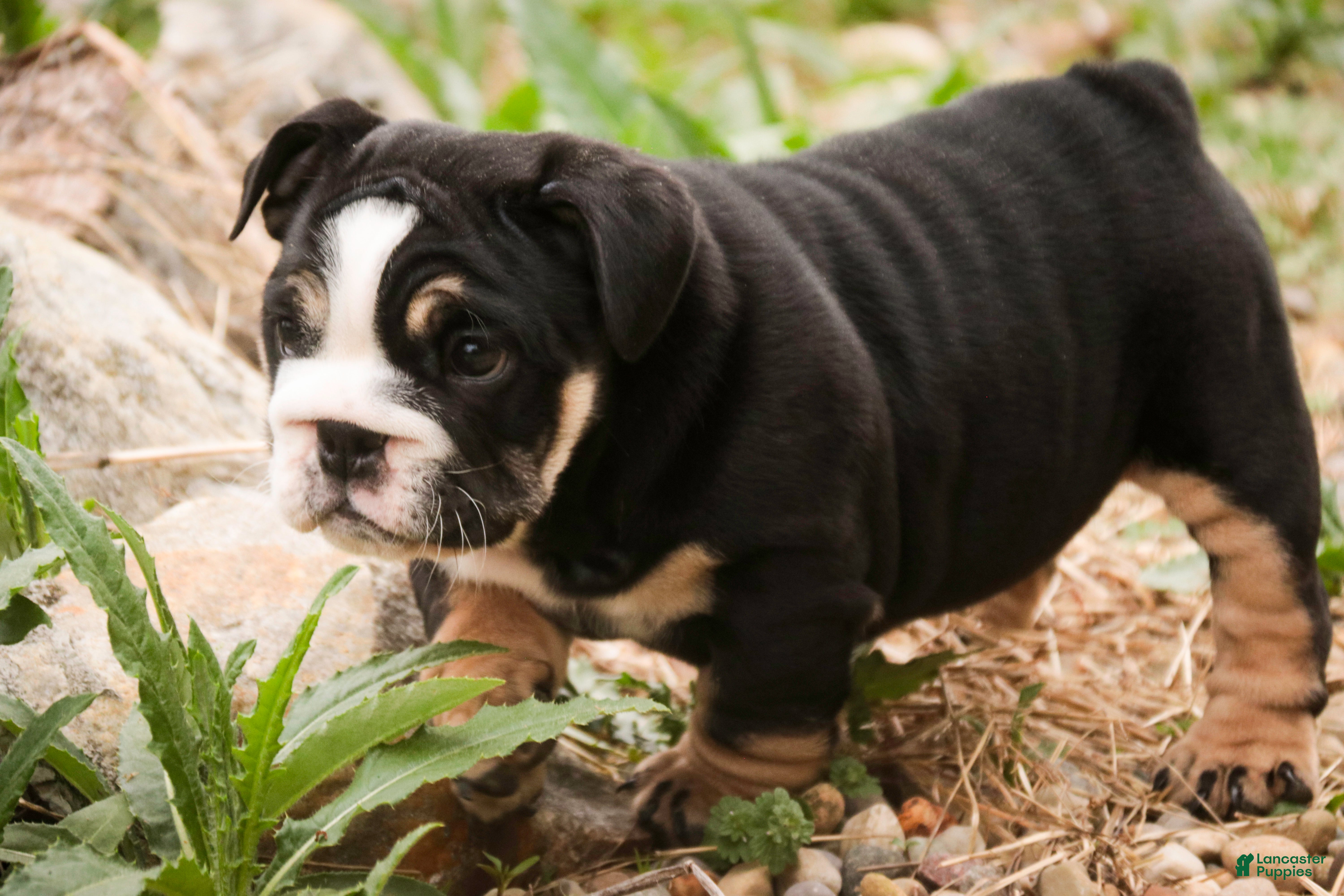 English Bulldog dogs Amelia - Ad 2