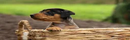 Miniature Pinscher dogs for sale: AMY - Ad 12
