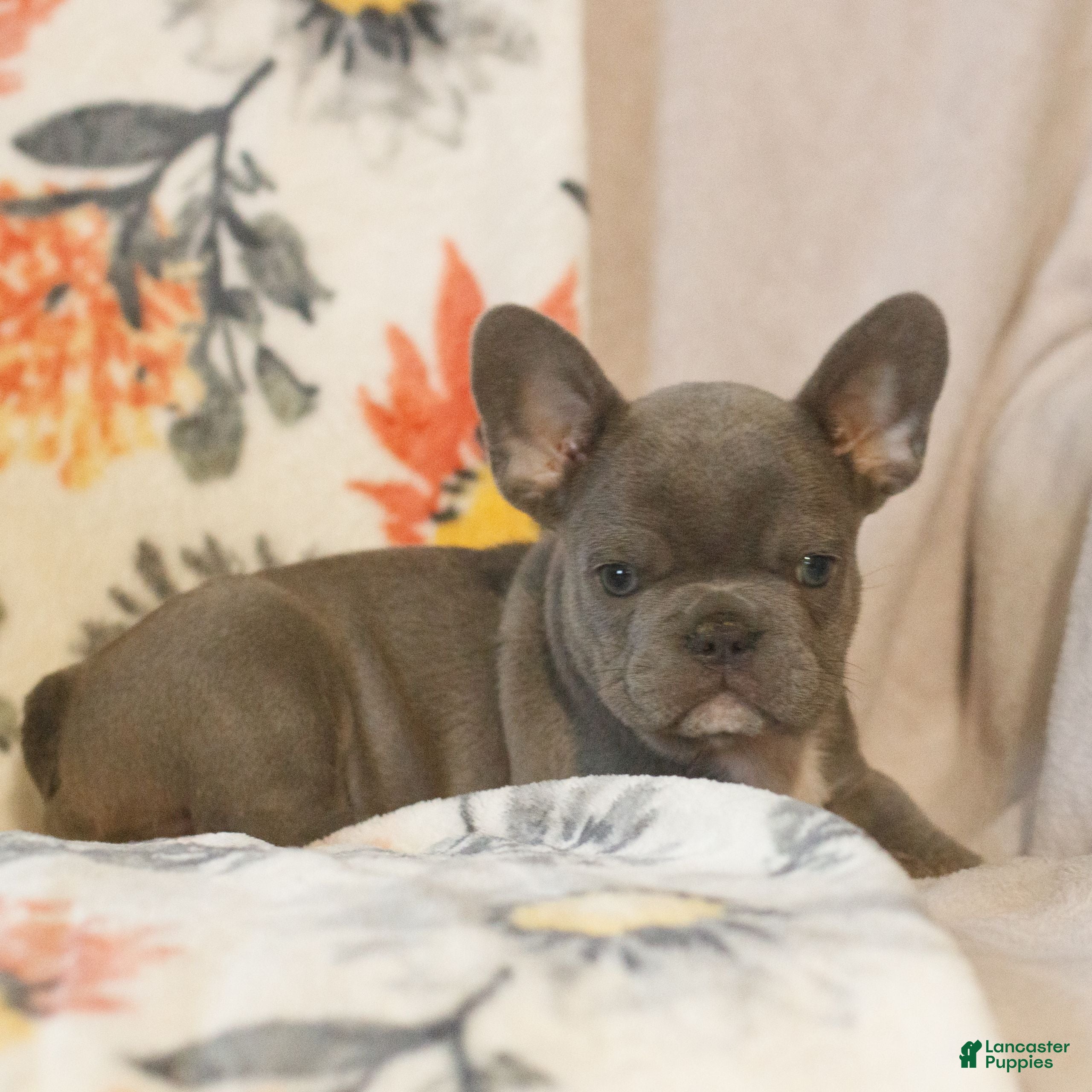 French Bulldog dogs Christopher  - Ad 1
