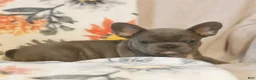 French Bulldog dogs for sale: Christopher  - Ad 1