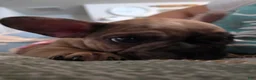 French Bulldog dogs for sale: Copper - Ad 3
