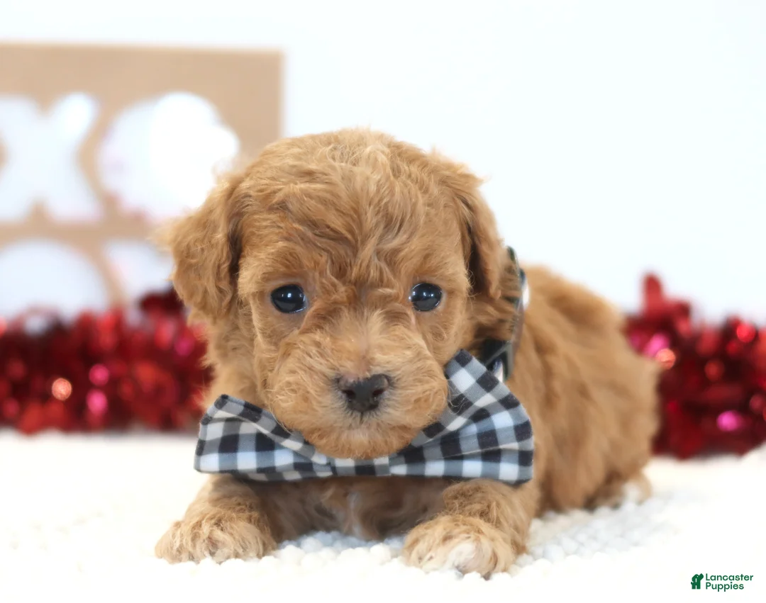 Toy Poodle dogs for sale: Heartbreaker - Ad 3