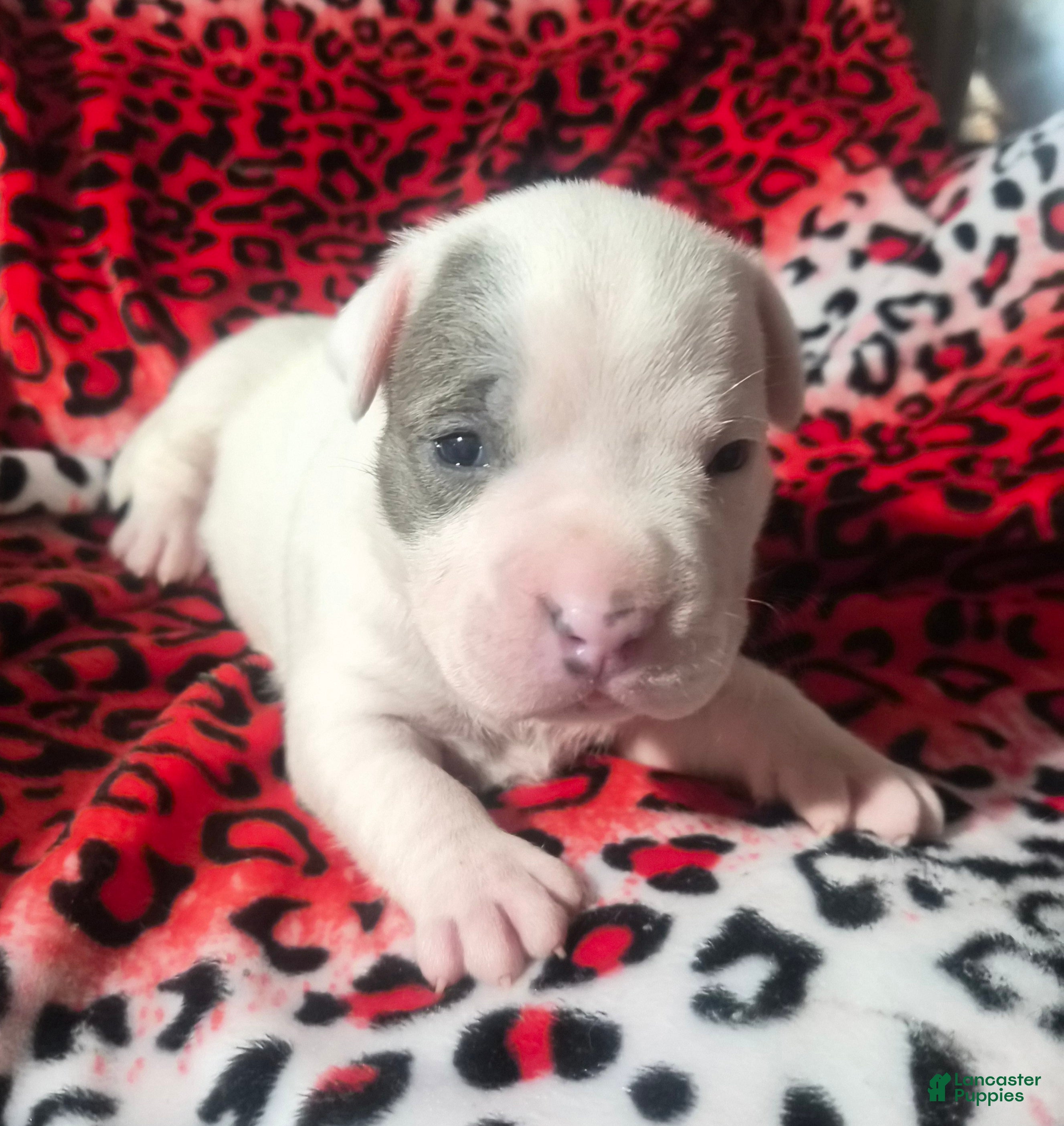 Mixed Breed dogs "BRAD PITT" - Ad 1