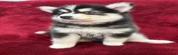 Pomsky dogs for sale: Niko - Ad 4