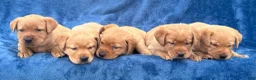 Labrador Retriever dogs for sale: #1 Female aka first born pup  - Ad 10
