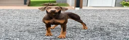 Doberman Pinscher dogs for sale: Apollo - Ad 4