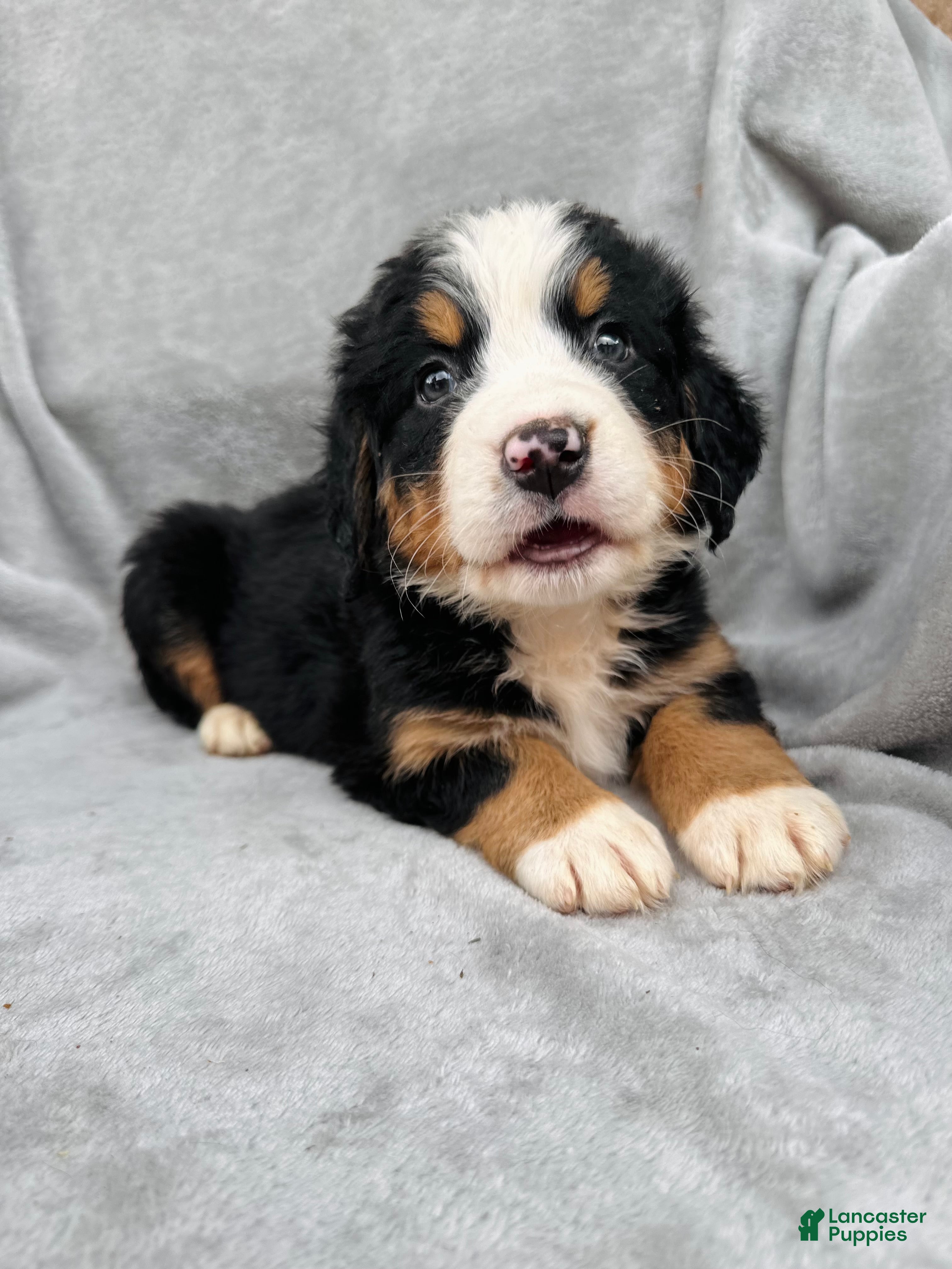 Bernese Mountain Dog dogs Berner bunch - Ad 1