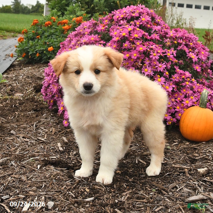 Miniature Australian Shepherd dogs Jasper - Ad 2