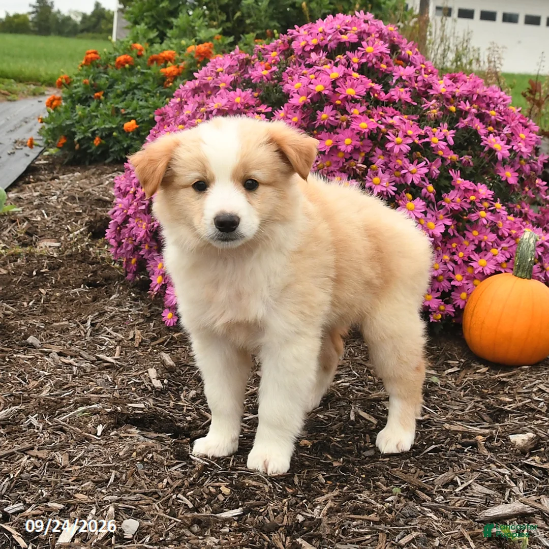 Miniature Australian Shepherd dogs for sale: Jasper - Ad 2