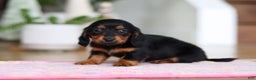 Miniature Dachshund dogs for sale: Mariah - Ad 9