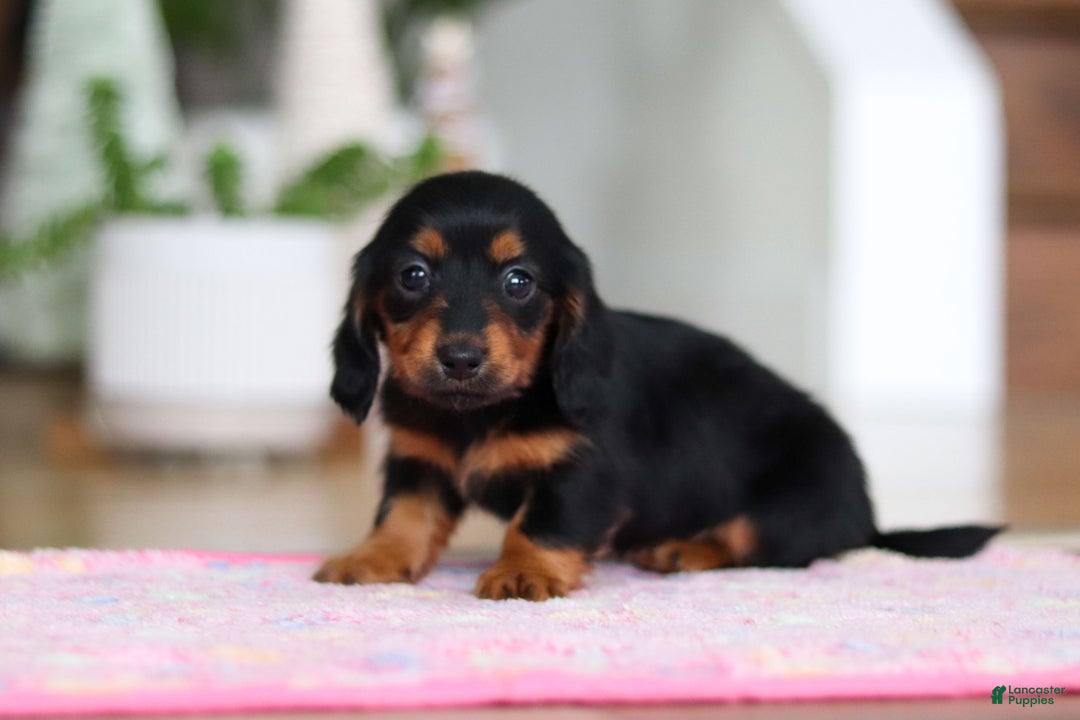 Miniature Dachshund dogs for sale: Mariah - Ad 9