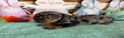 Miniature Dachshund dogs for sale: Puzzle - Ad 3