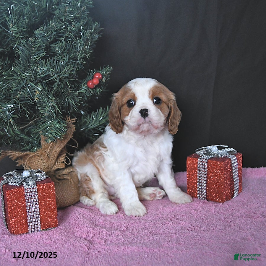 Cavalier King Charles Spaniel dogs Ellie CHAMPION BLOODLINES - Ad 31