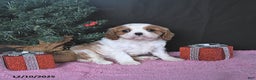 Cavalier King Charles Spaniel dogs for sale: Ellie CHAMPION BLOODLINES - Ad 1
