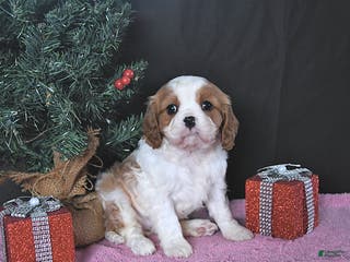 Cavalier King Charles Spaniel dogs Ellie CHAMPION BLOODLINES - Ad 27