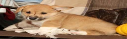 Welsh Corgi Pembroke dogs for sale: Tonya - Ad 3