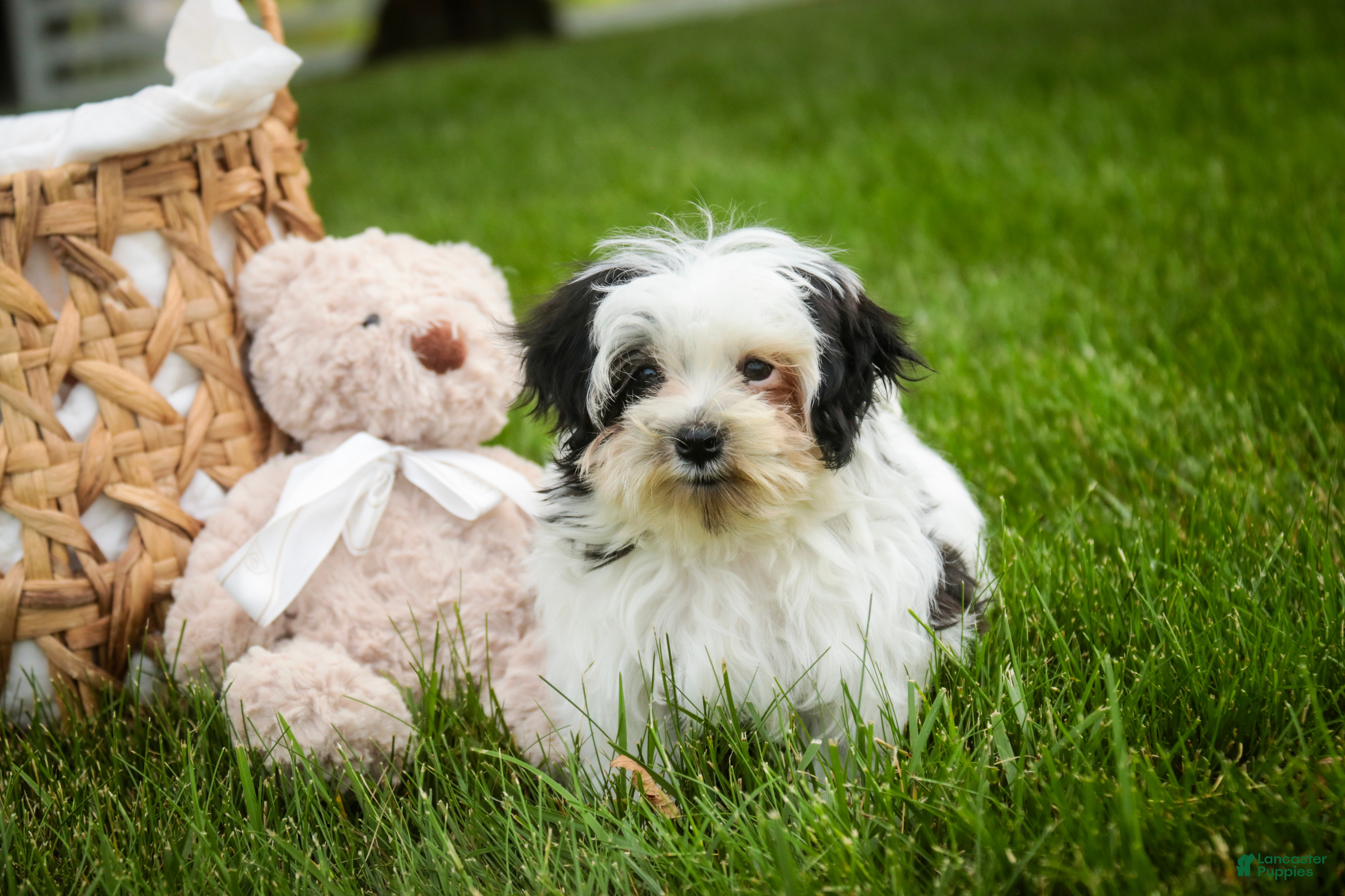 Havanese dogs Precious - Ad 2