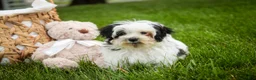 Havanese dogs for sale: Precious - Ad 2