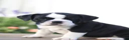 Beabull dogs for sale: Daisy - Ad 1