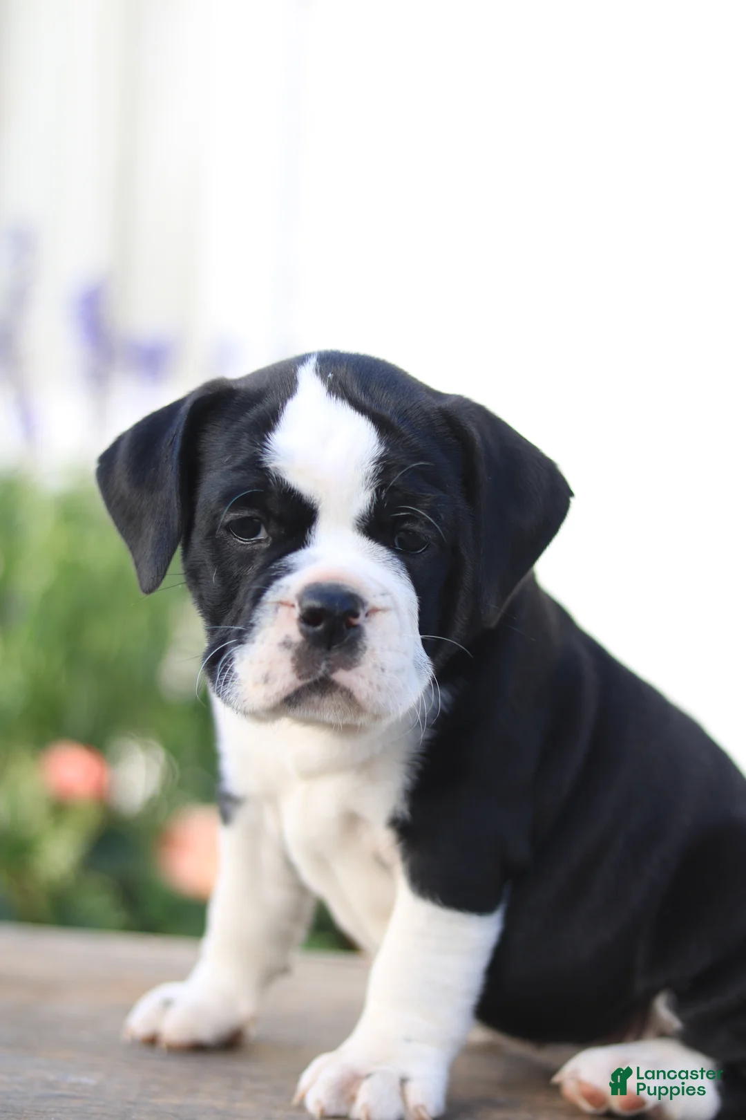 Beabull dogs for sale: Daisy - Ad 1