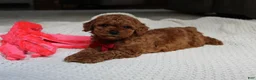 Toy Poodle dogs for sale: Tony - Ad 8