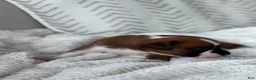 Boxer dogs for sale: Snoppy - Ad 8