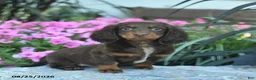 Miniature Dachshund dogs for sale: Bowe  - Ad 5