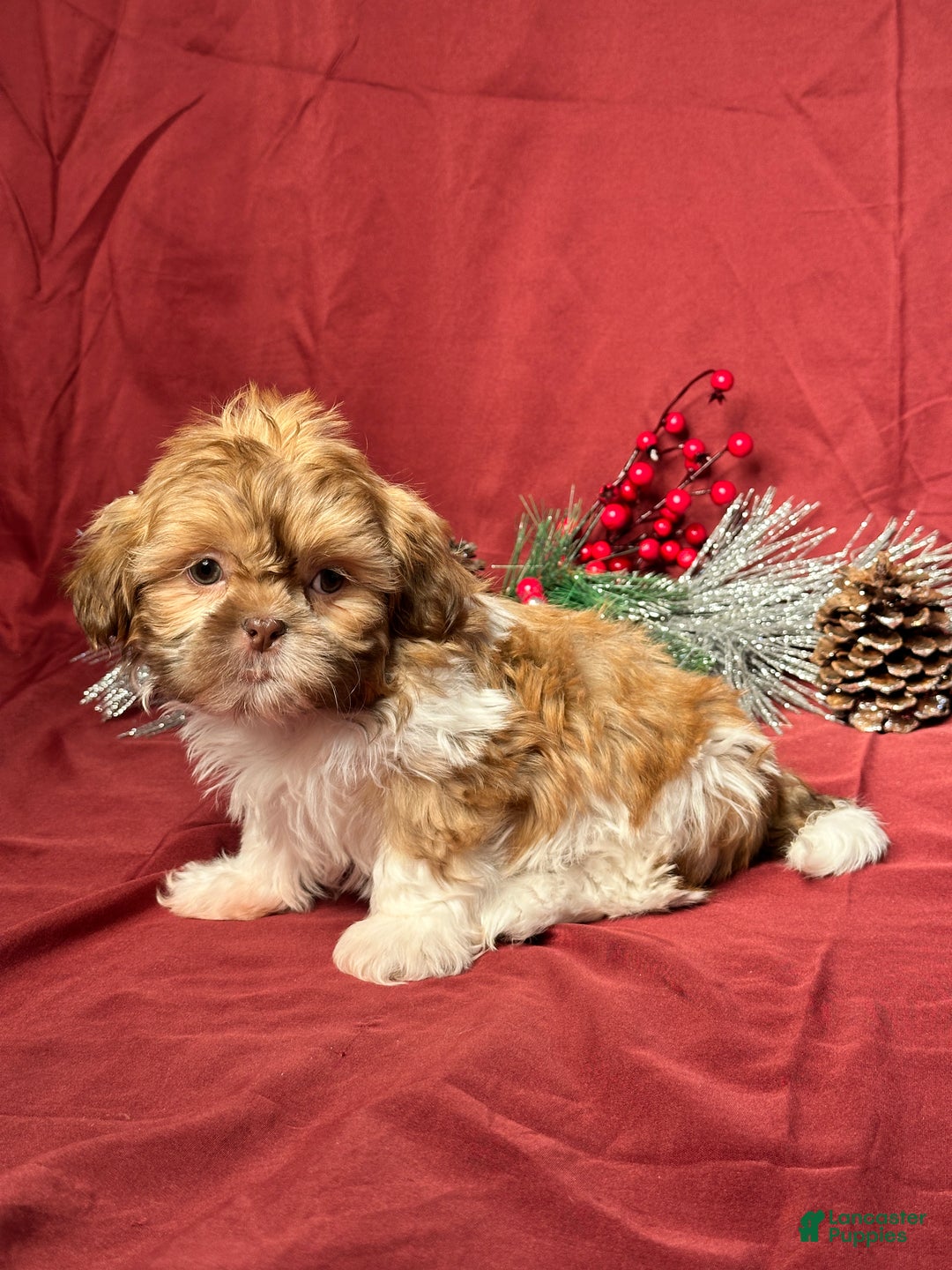 Shih Tzu dogs for sale: Tyler - Ad 2