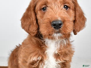 Labradoodle dogs Nacho - Ad 12