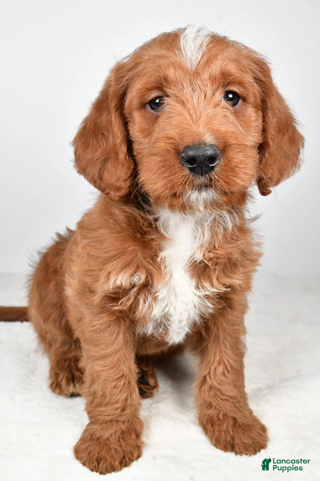 Labradoodle dogs for sale: Nacho - Ad 1