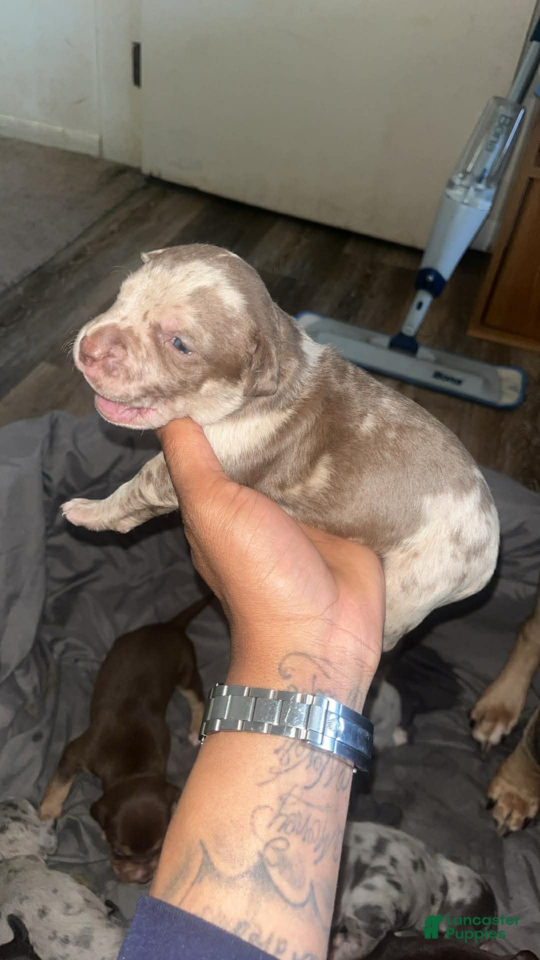 American Bully dogs American Bully Puppy 9 - Ad 35