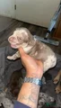 American Bully Puppy 9