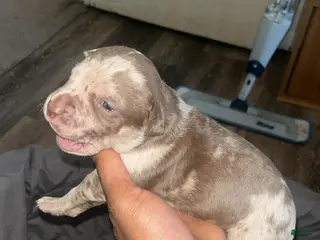 American Bully dogs American Bully Puppy 9 - Ad 38