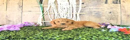 Mini Goldendoodle dogs for sale: Mr Thistle - Ad 2