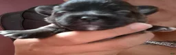 Mixed Breed dogs for sale:  Toy size Malchi - Ad 21