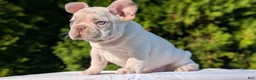 French Bulldog dogs for sale: Lando - Ad 6