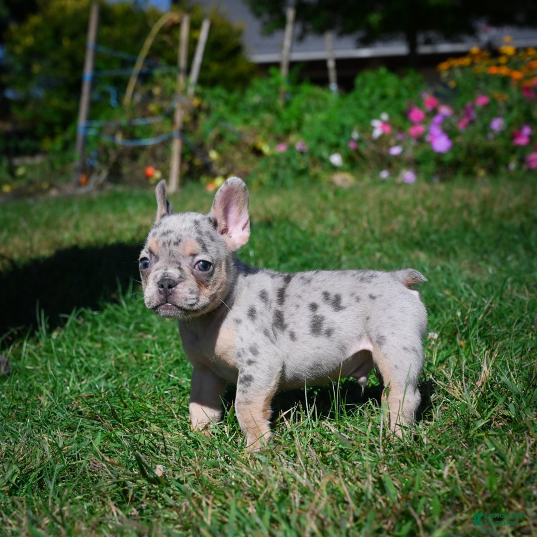 French Bulldog dogs for sale: Cooper - Ad 2