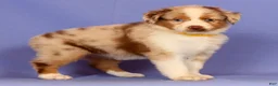 Miniature Australian Shepherd dogs for sale: Debra - Ad 5