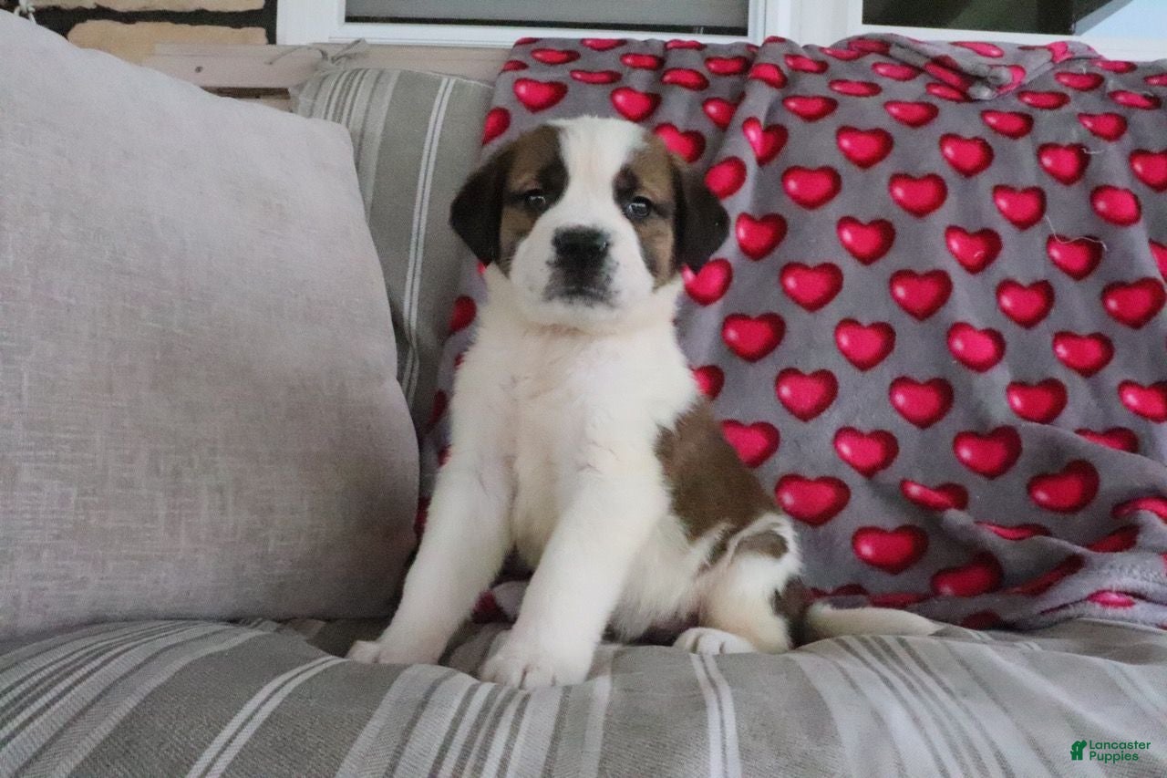 Saint Bernard dogs for sale: Serenity - Ad 1