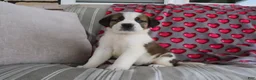 Saint Bernard dogs for sale: Serenity - Ad 1