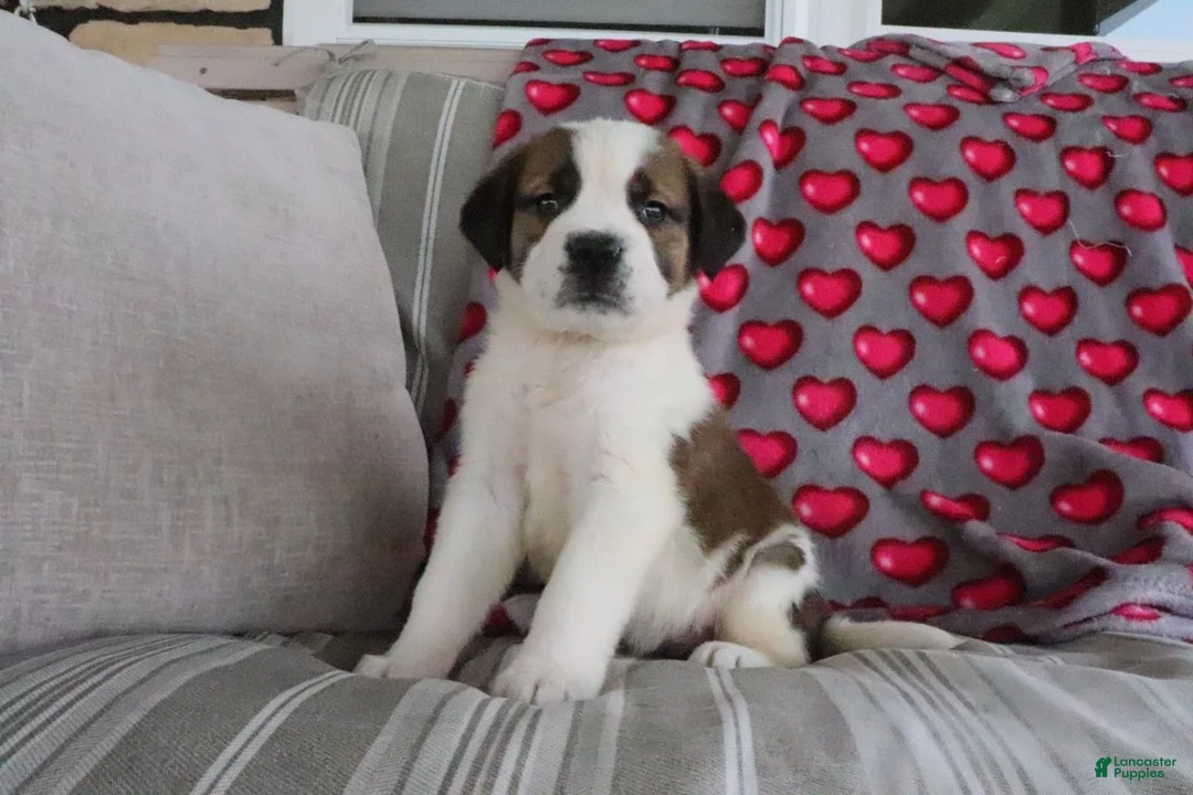 Saint Bernard dogs for sale: Serenity - Ad 1
