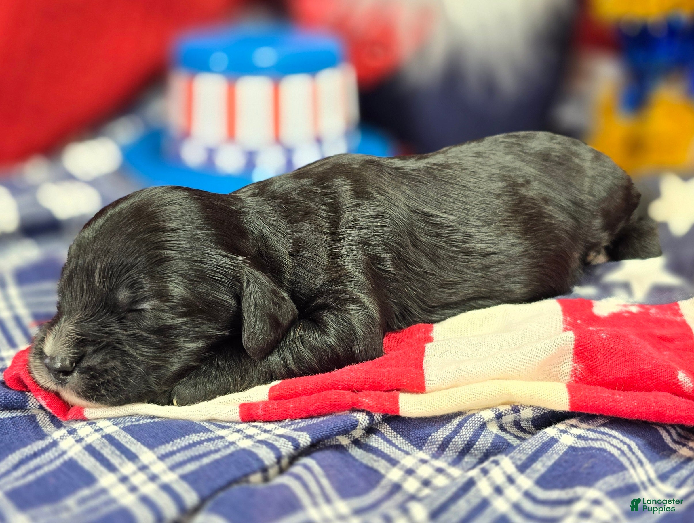 Cavapoo dogs Delilah - Ad 19