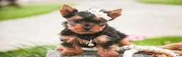 Yorkshire Terrier dogs for sale: Aspen - Ad 3