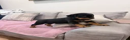 Rottweiler dogs for sale: Rottweiler Puppy 4 - Ad 3
