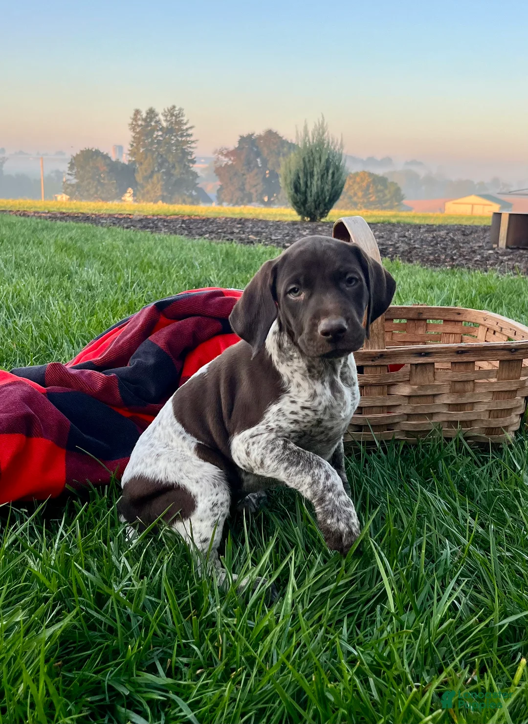 German Shorthaired Pointer dogs for sale: SCout❤️Akc Ready to go  - Ad 1