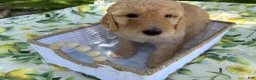 Goldendoodle dogs for sale: Chowder Jr. - Ad 7