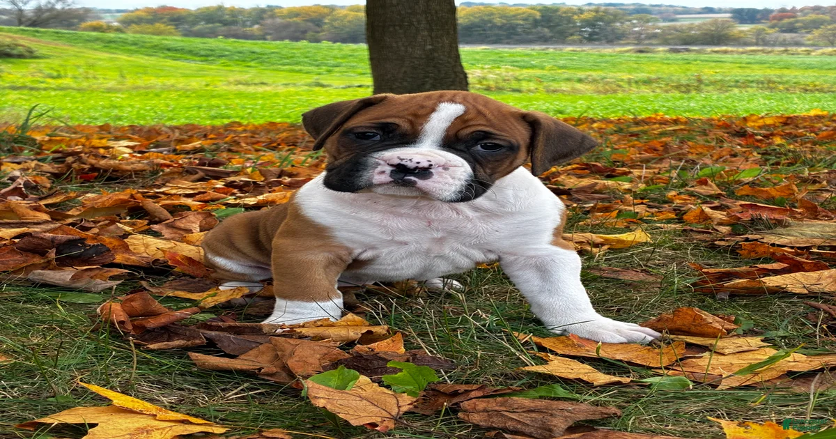 Boxer Puppies for sale in Detroit, Michigan | Lancaster Puppies