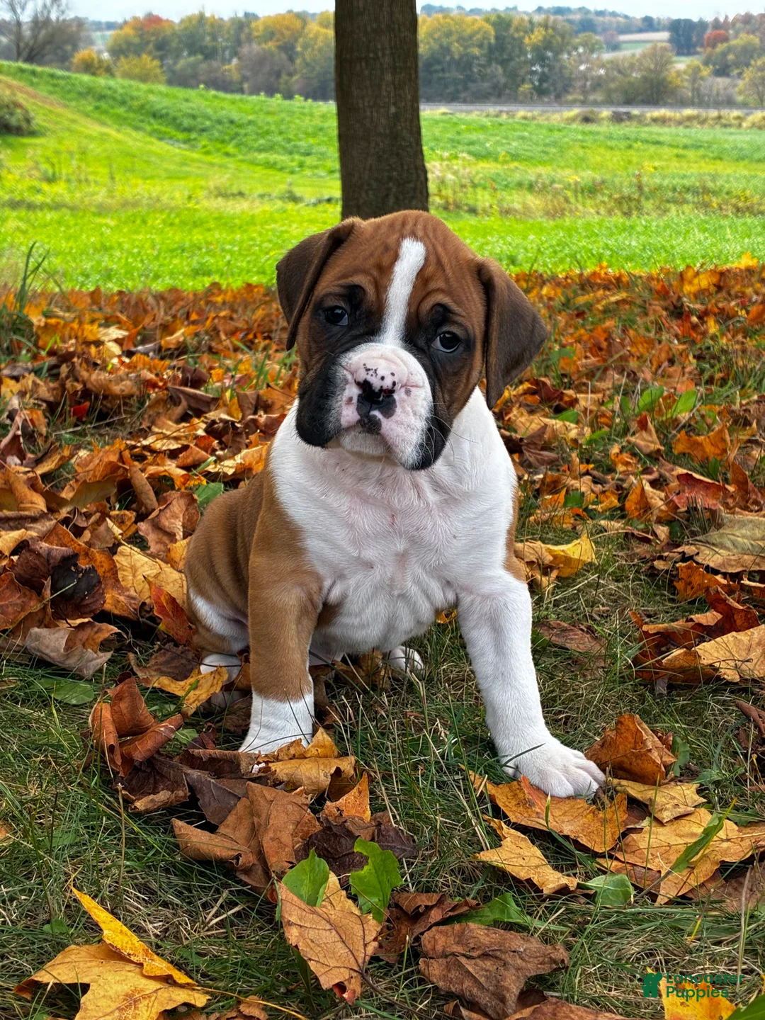 Boxer dogs for sale: Jackson - Ad 1